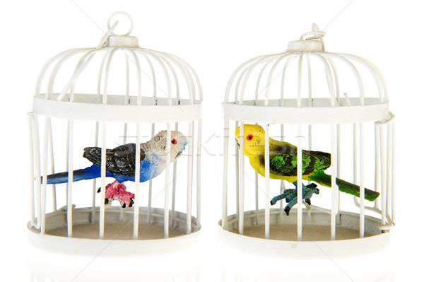 Miniature parrots in cages Stock photo © ivonnewierink