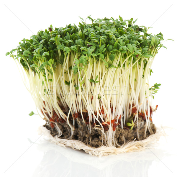 Fresh garden cress Stock photo © ivonnewierink