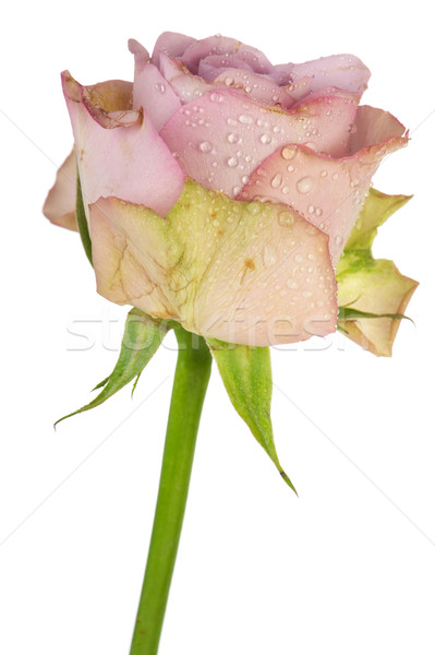 Romantic purple rose Stock photo © ivonnewierink