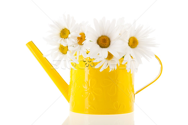 White daisies in yellow watering can Stock photo © ivonnewierink