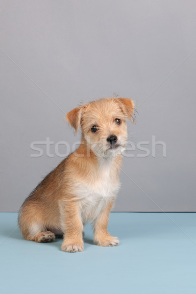Foto stock: Bonitinho · pequeno · cachorro · cinza · azul · cão