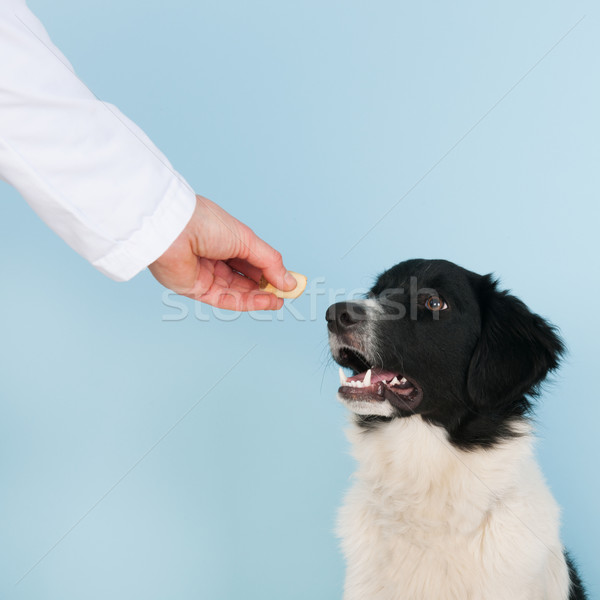 Wynagradzać lekarz weterynarii weterynarz odważny psa tle Zdjęcia stock © ivonnewierink