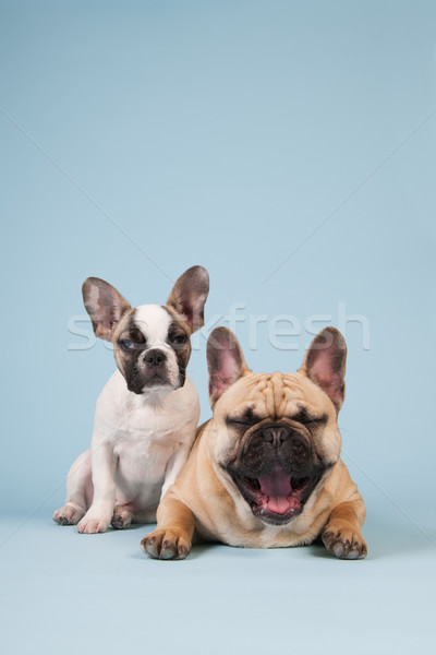 French bulldog puppy and adult dog Stock photo © ivonnewierink