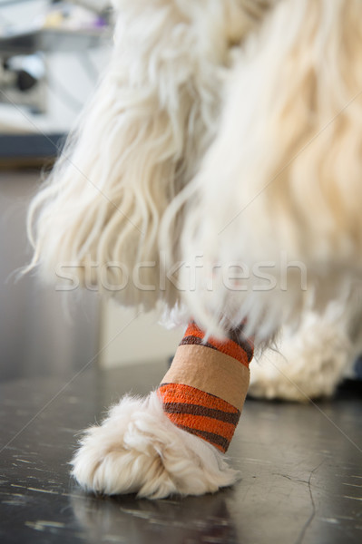 Alb câine bandaj medicul veterinar portocaliu laba Imagine de stoc © ivonnewierink