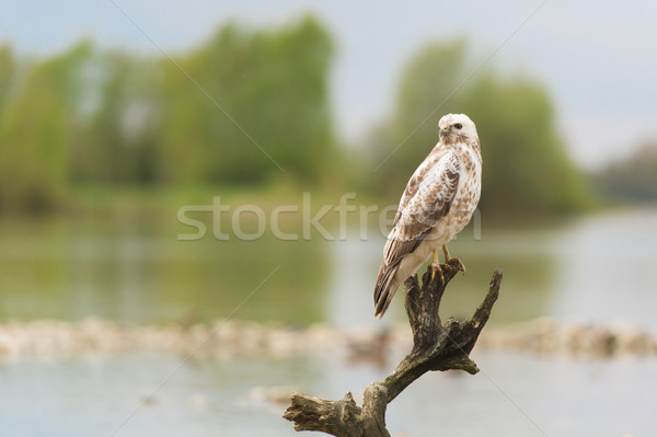 Common blonde buzzard Stock photo © ivonnewierink