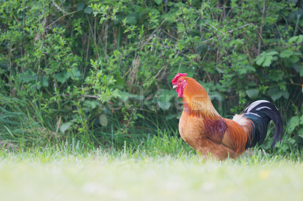 Cock in grass Stock photo © ivonnewierink
