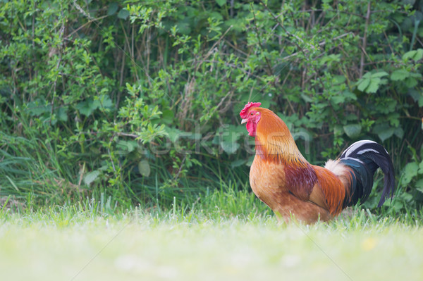 Gallo hierba aire libre caminando Foto stock © ivonnewierink