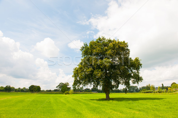 Single tree in green meadows Stock photo © ivonnewierink