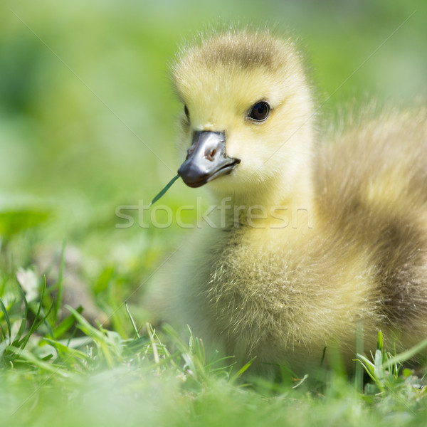 Little baby Canada goose Stock photo © ivonnewierink