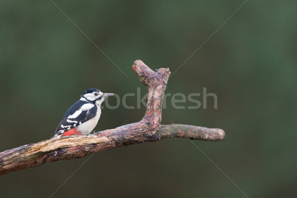 Stock photo: great spotted woodpecker in tree