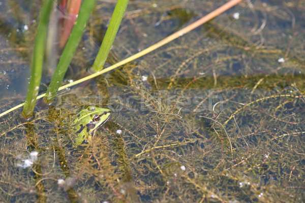 Pool frog Stock photo © ivonnewierink