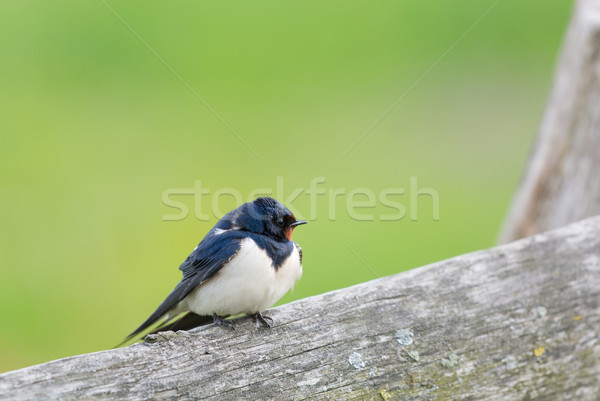 European barn swallow Stock photo © ivonnewierink