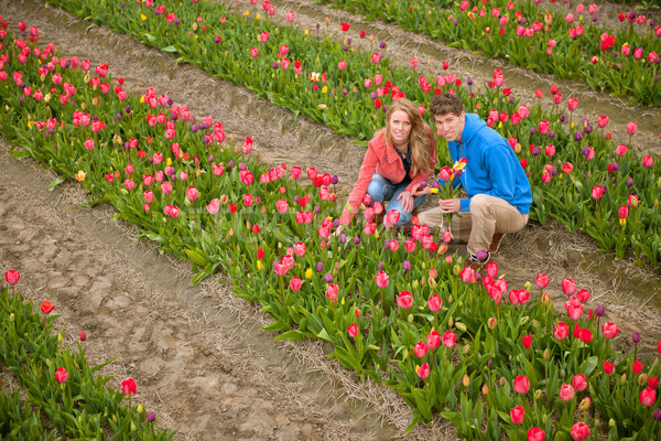 Dutch tourists are plucking tulips Stock photo © ivonnewierink
