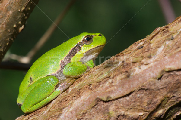 Tree frog Hyla arborea Stock photo © ivonnewierink