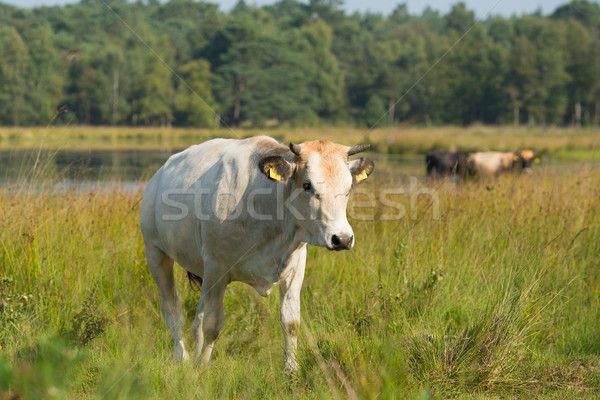 Nature landscape with cows in water Stock photo © ivonnewierink