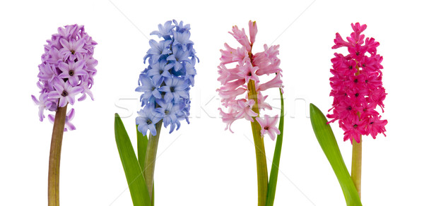 различный цветами весны синий Сток-фото © ivonnewierink