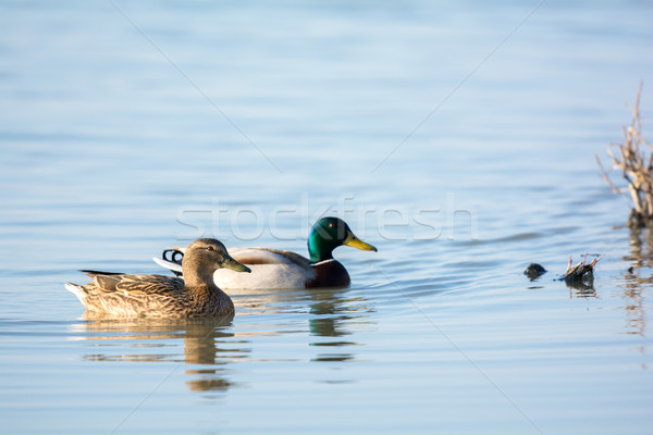 Couple wild mallard ducks Stock photo © ivonnewierink