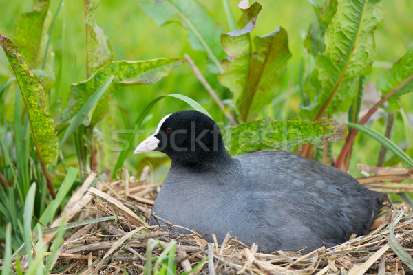 Eurasian Coot on nest Stock photo © ivonnewierink