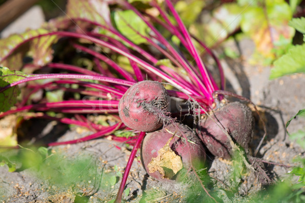 收成    蔬菜    食品    叶 / harvest of beet roots in vegetabe