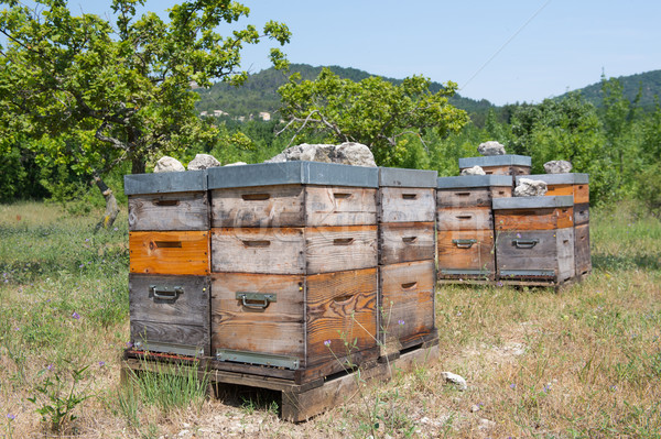 蜜蜂 許多 戶外 性質 景觀 商業照片 © ivonnewierink