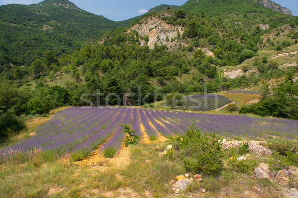Landscape in the French Drome Stock photo © ivonnewierink