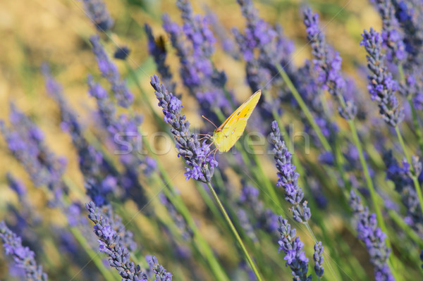 common brimstone butterfly on Lavender Stock photo © ivonnewierink