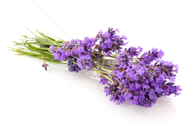 Zdjęcia stock: Lawendy · bukiet · kwiaty · odizolowany · biały