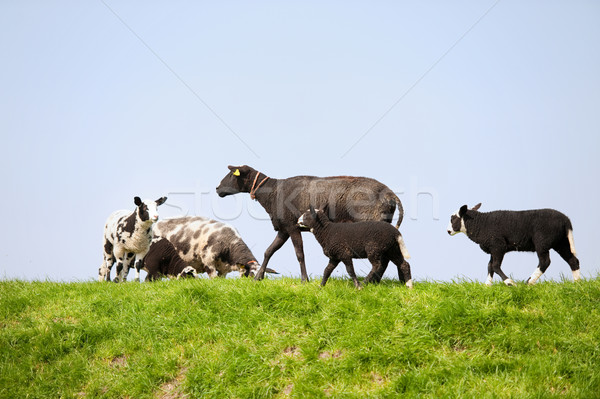 Sheep with lamb Stock photo © ivonnewierink