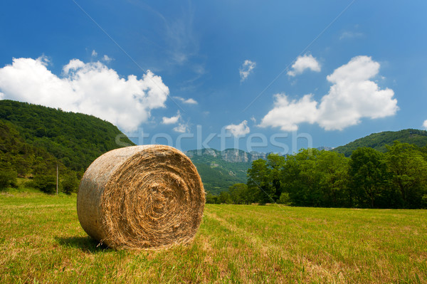 Round straw bales Stock photo © ivonnewierink