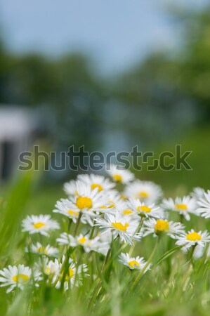 common daisy in grass Stock photo © ivonnewierink