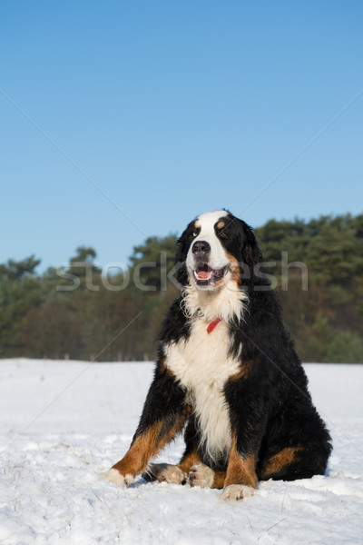 Berner sennenhund in snow Stock photo © ivonnewierink