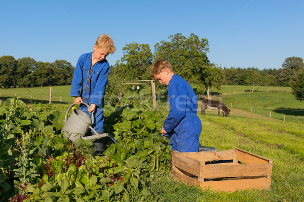 Farm Boys harvesting in vegetable garden Stock photo © ivonnewierink