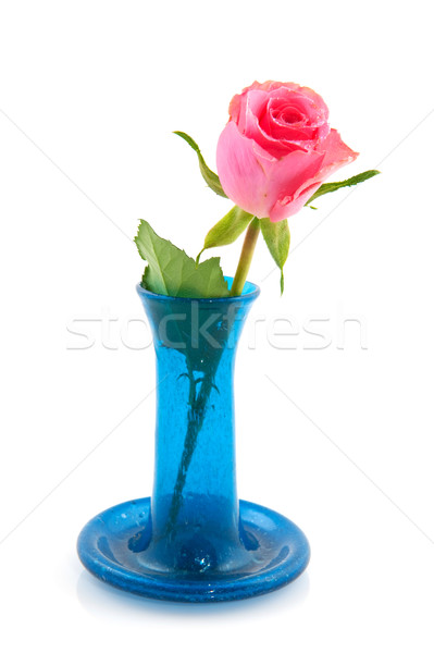 Blau Vase weiß Blume stieg Stock foto © ivonnewierink