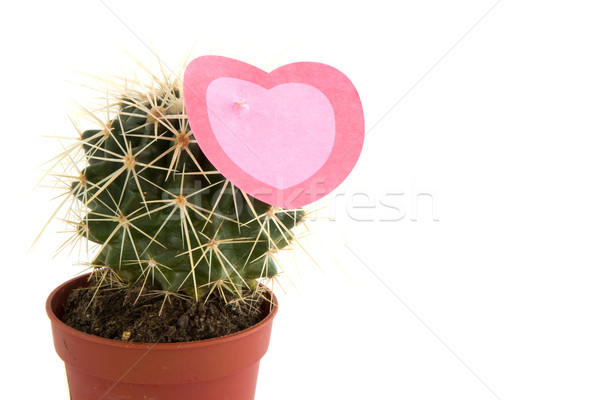Prickly love Stock photo © ivonnewierink