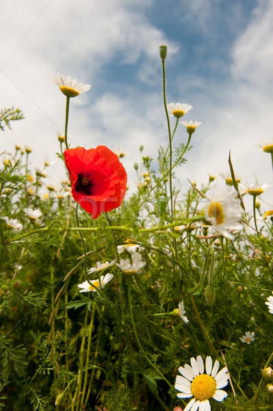 Poppy and daisies Stock photo © ivonnewierink