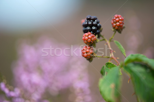 Bramble berries and heath Stock photo © ivonnewierink