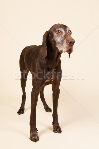 German shorthaired pointer Stock photo © ivonnewierink