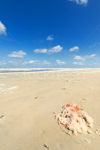Halászháló tengerpart holland sziget tájkép narancs Stock fotó © ivonnewierink