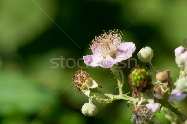 Flowers of blackberries Stock photo © ivonnewierink