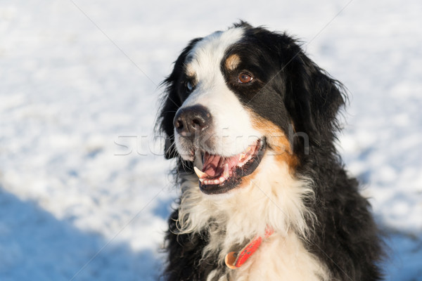 Berner sennenhund in snow Stock photo © ivonnewierink