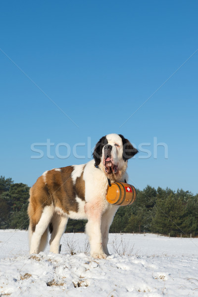 Foto d'archivio: Salvataggio · cane · barile · legno · neve · inverno