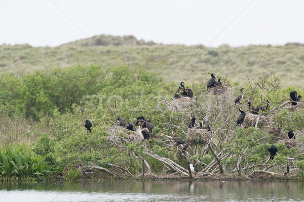 Stock photo: Colony Great cormorant in trees