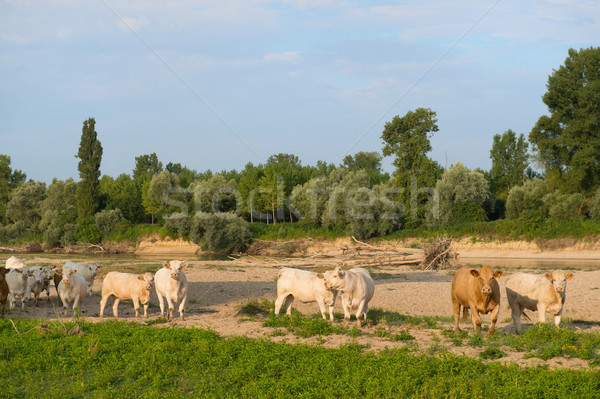 Stock photo: Charolais cows in river landscape