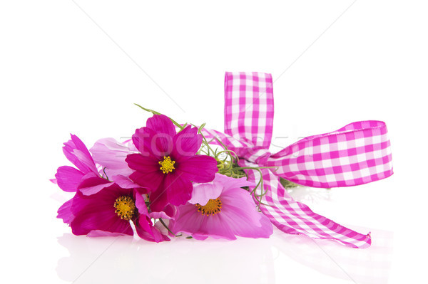 Pink Cosmos flowers Stock photo © ivonnewierink