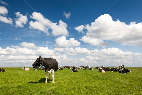 Típico holandês paisagem preto e branco vacas Foto stock © ivonnewierink