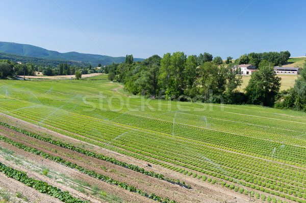 Stock photo: Agriculture in South of France
