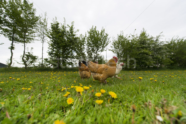 Chickens in grass Stock photo © ivonnewierink