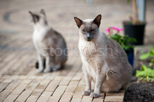 Siamese cats Stock photo © ivonnewierink