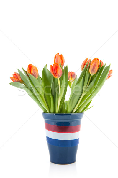 Holland virágok tipikus narancs tulipánok zászló Stock fotó © ivonnewierink