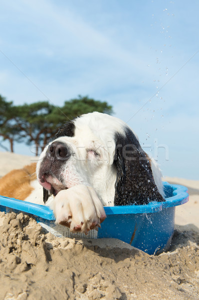 Raffreddamento giù cane acqua estate spiaggia Foto d'archivio © ivonnewierink
